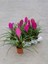 Hava Bitkisi (Tillandsia) Airplant 3 Adet 1