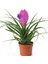Hava Bitkisi (Tillandsia) Airplant 3 Adet 2