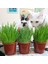 Kedi Çimi 12 Cm'lik Saksıda 5 Adet 1