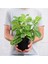Dua Çiçeği (Maranta Kerchoveana) 20 cm 2 Adet 1