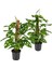 Delikli Devetabanı (Monstera Adansonii Monkey Mask) Sopalı 2 Adet 1