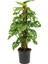 Delikli Devetabanı (Monstera Adansonii Monkey Mask) Sopalı 2 Adet 2