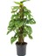 Delikli Devetabanı (Monstera Adansonii Monkey Mask) Sopalı 2 Adet 3