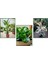 Peperomia & Alacalı Kauçuk & Starliçe 1
