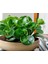 Peperomia & Alacalı Kauçuk & Starliçe 2