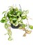Alacalı Mum Çiçeği (Hoya Carnosa Tricolor) - Askılı Saksıda 1