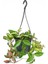 Alacalı Mum Çiçeği (Hoya Carnosa Tricolor) - Askılı Saksıda 2