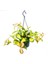 Alacalı Mum Çiçeği (Hoya Carnosa Tricolor) - Askılı Saksıda 3