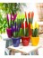 Renkli Paşa Kılıcı – Sansevieria Velvet 1