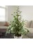 Alacalı Benjamin - Ficus Benjamina Starlight 60-80 cm 1