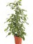 Alacalı Benjamin - Ficus Benjamina Starlight 60-80 cm 2