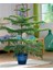 Arokarya Çamı – Salon Çamı 60 cm 1