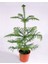 Arokarya Çamı – Salon Çamı 60 cm 2