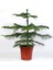 Arokarya Çamı – Salon Çamı 60 cm 3