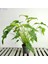 Philodendron Xanadu 2