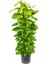 Pathos – Salon Sarmaşığı (Bitki Destek Çubuklu) 60-80 cm 1