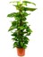 Pathos – Salon Sarmaşığı (Bitki Destek Çubuklu) 60-80 cm 2