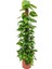 Pathos – Salon Sarmaşığı (Bitki Destek Çubuklu) 60-80 cm 3