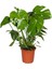 Monstera - Deve Tabanı 80-100 cm 3