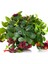 Ruj Çiçeği (Aeschynanthus) - Askılı Saksıda 1