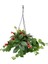 Ruj Çiçeği (Aeschynanthus) - Askılı Saksıda 3