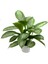 Aglonema Silver - Çin Herdemyeşili 1