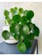 Tunç Botanik Pilea Peperomioides - Para Bitkisi 20-40 cm 1