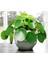 Tunç Botanik Pilea Peperomioides - Para Bitkisi 20-40 cm 2