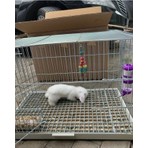 A.C.E.K Plastik A.C.E.K 50 x 50 cm Plastik Tavşan Kafesi Taban Izgarası  Kolay Temizlenebilir Yapı