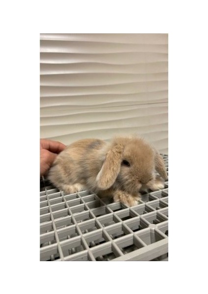 Özel Ölçü Talep Edebilirsiniz, (Plastik Tavşan Kafesi Taban Izgarası) (Siyah) modelleri