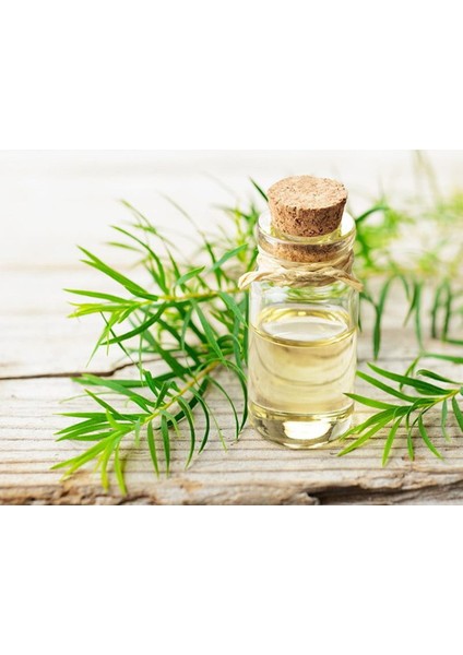 3 Adet Çay Ağacı Hint Defnesi Yağı Saf Katkısız 20ML