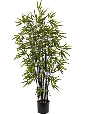 Dükkan Senin Kara Bambu Ağacı Tohumu 5'li