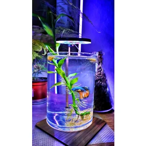 Orion Led 5 V 7W Fanus Aydınlatma & Teraryum Aydınlatma & Nano Akvaryum LED Aydınlatma Yuvarlak – Halka