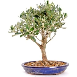 Dükkan Senin Bodur Zeytin Bonzai Ağacı Tohumu 2'li
