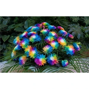 Dükkan Senin Nadir Renkli Himalaya Orkide Tohumu 5'li