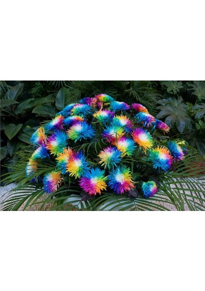 Nadir Renkli Himalaya Orkide Tohumu 5'li