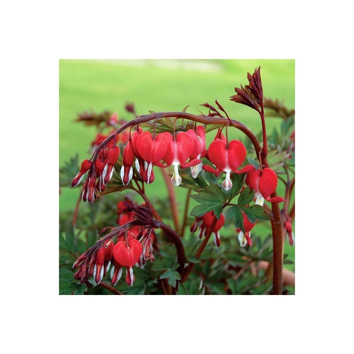 Dükkansenin Nadir Kırmızı Kanayan Kalpler Dicentra Çiçeği Fiyatı