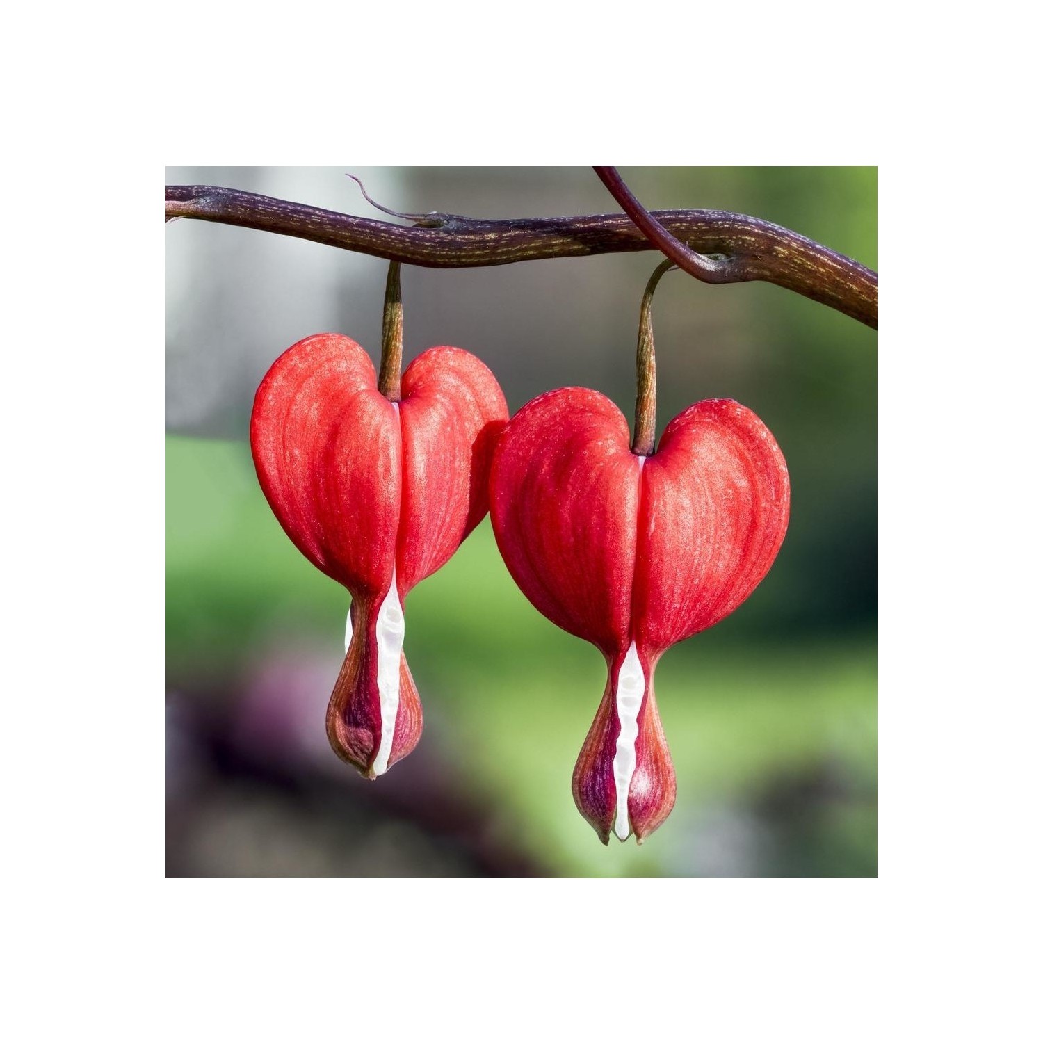 Dükkansenin Nadir Kırmızı Kanayan Kalpler Dicentra Çiçeği Fiyatı