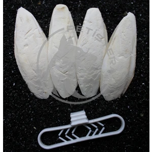 4'lü Temizlenmiş Mürekkep Balığı (Kalamar) Kemiği 8 cm ve Tutacak