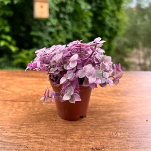 Taş Rüyası Mini Telgraf Çiçeği Pembe