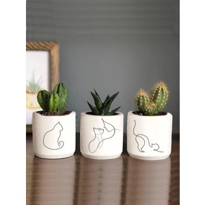 Dekozayn Home Kadın ve Kedi Çizimli 3lü Set Kaktüs ve Sukulent Saksısı Hediyelik (Çiçeksiz)