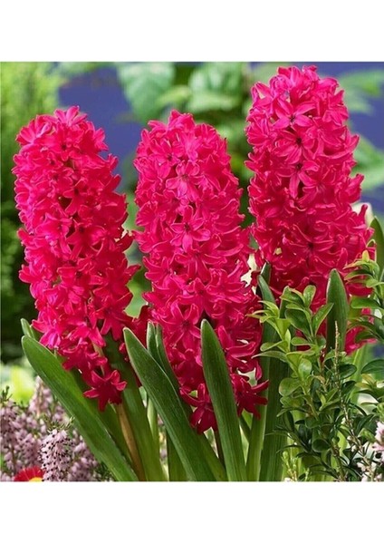 Kokulu Sümbül Soğanı 5 Adet