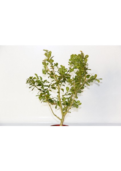 Tunç Botanik Bonsai Buxus  - Hediyelik Bonsai (Kırmızı Saksı)