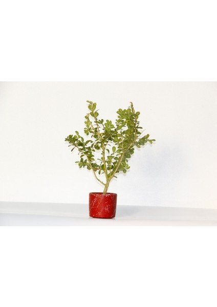 Tunç Botanik Bonsai Buxus  - Hediyelik Bonsai (Kırmızı Saksı)