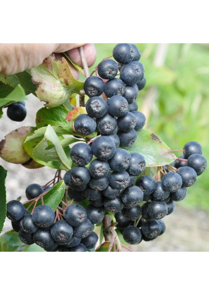 20 Adet Tüplü Siyah Aronya (Black Aronia) Chokoberry Fidanı