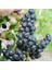 5 Adet Tüplü Siyah Aronya (Black Aronia) Chokoberry Fidanı 1