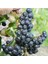20 Adet Tüplü Siyah Aronya (Black Aronia) Chokoberry Fidanı 1