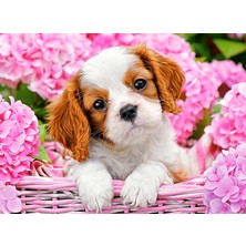 Hobi Tedarik Çiçekler ve Yavru Köpek Çerçeveli 50X65 Sayılarla Boyama Hobi Seti