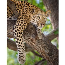 Hobi Tedarik Izlemci Leopar Çerçeveli 50X65 Sayılarla Boyama Hobi Seti