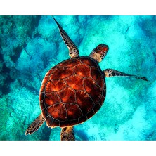 Hobi Tedarik Kaplumbağa ve Deniz 3 Çerçeveli 50X65 Sayılarla Boyama Hobi Seti